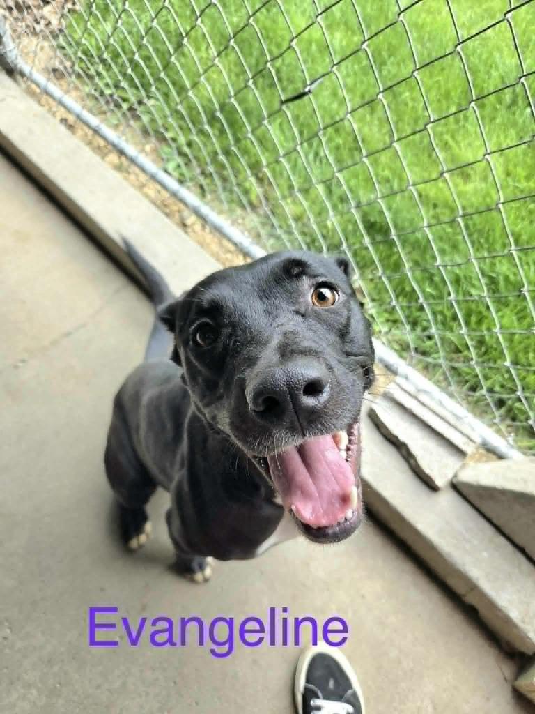 Evangeline, a Adoptable mixed breed in Kendallville, IN image 3/5