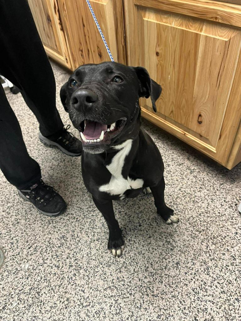 Evangeline, a Adoptable mixed breed in Kendallville, IN image 4/5