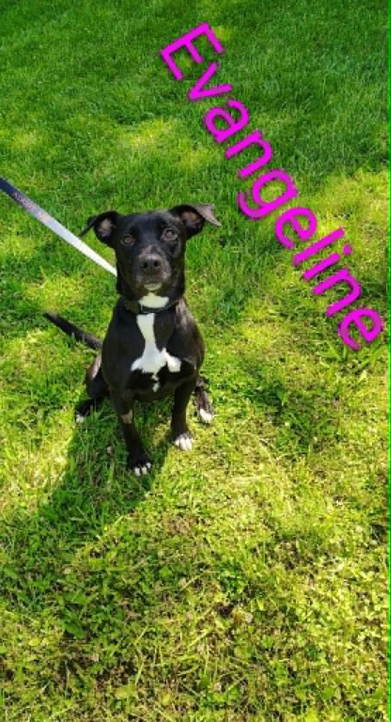 Evangeline, a Adoptable mixed breed in Kendallville, IN image 5/5