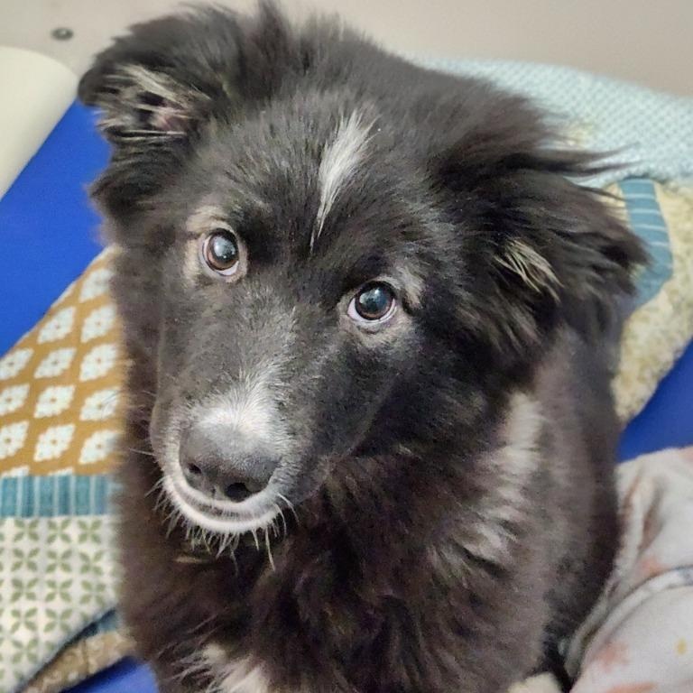 Enlarge Fizzgig, an adopted mixed breed in House Springs, MO image 1/1