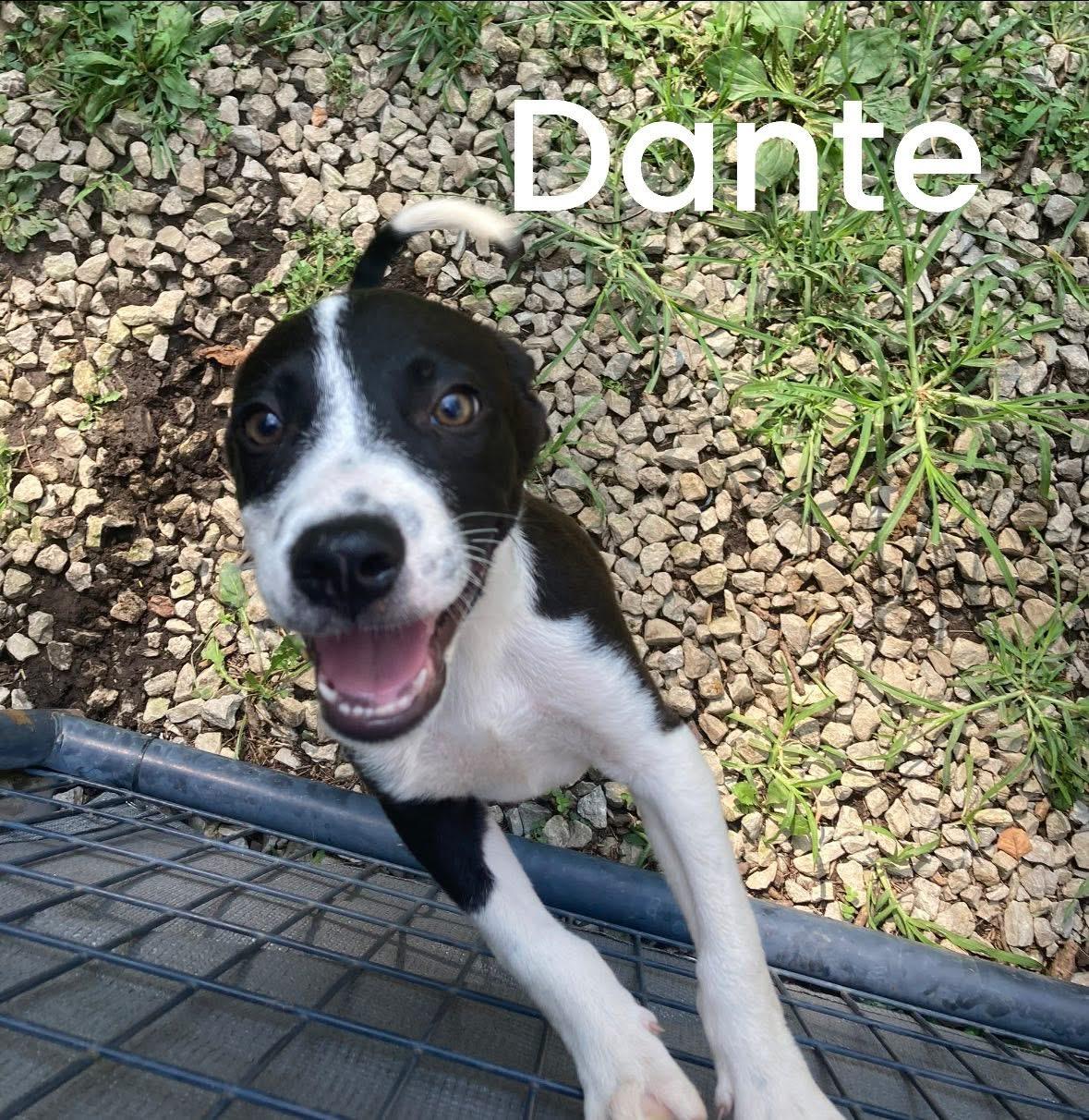 Dante
