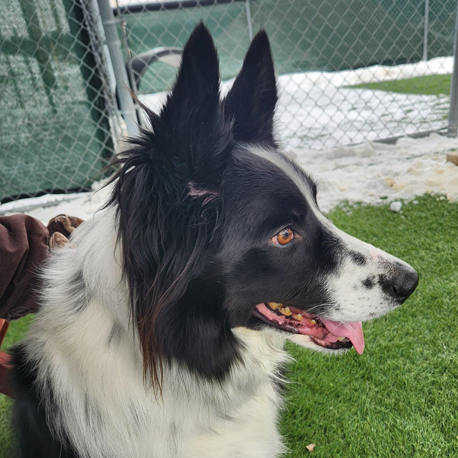 Enlarge Max , an adopted Border Collie in Sparta, WI image 1/2