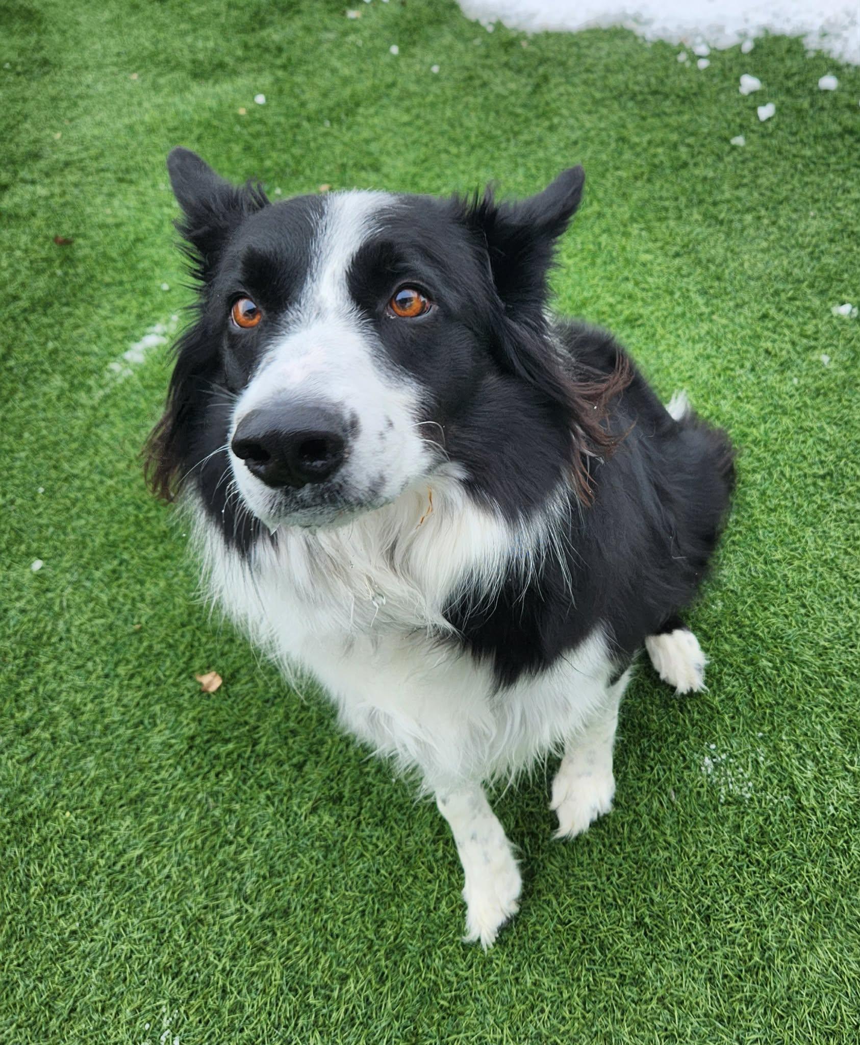 Enlarge Max , an adopted Border Collie in Sparta, WI image 2/2