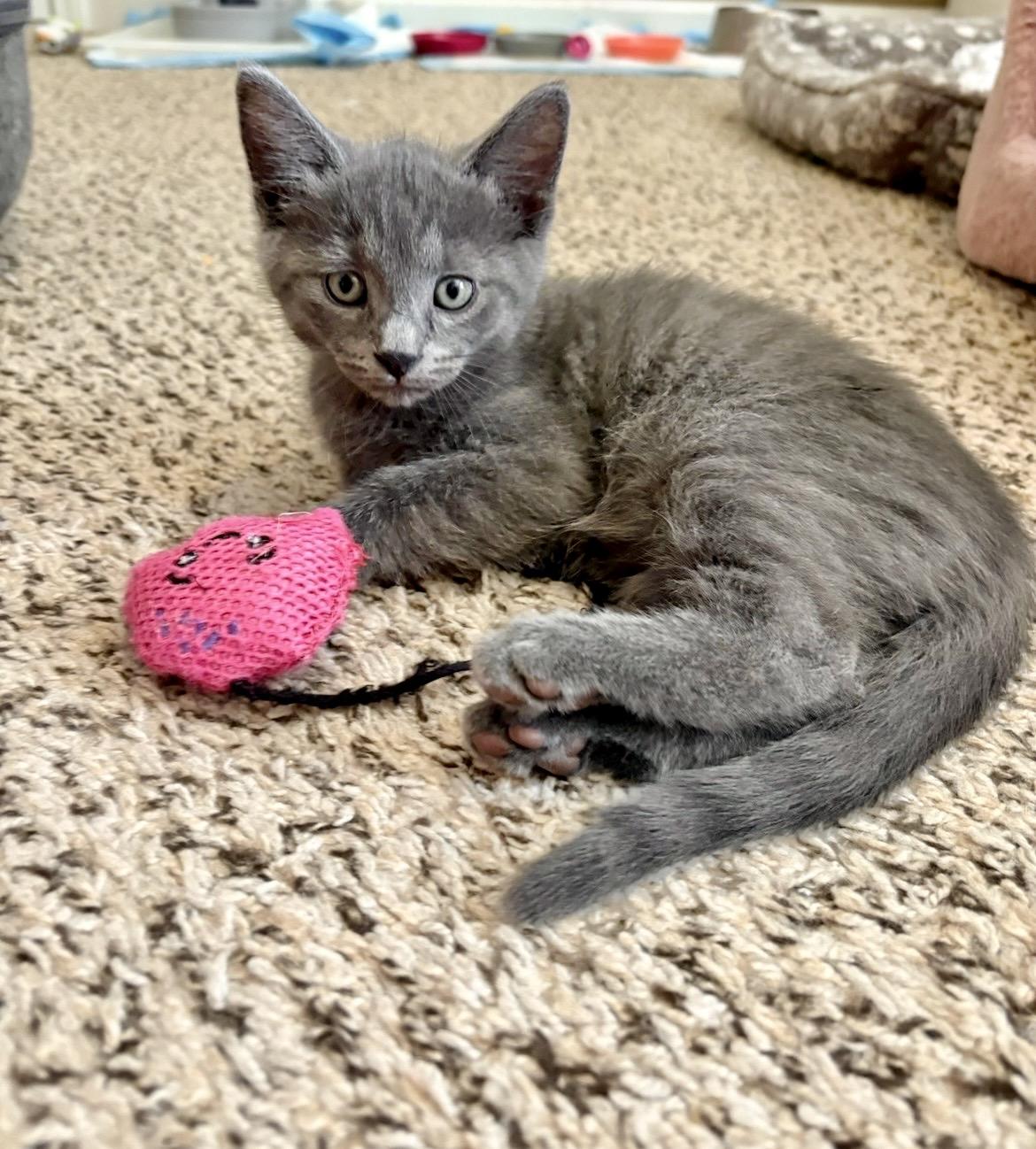 Casey, Adoptable, Kitten Male British Shorthair.