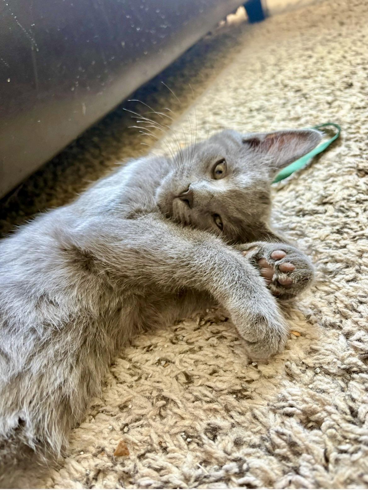 Enlarge Casey, a Adoptable British Shorthair in Mount Juliet, TN image 5/5