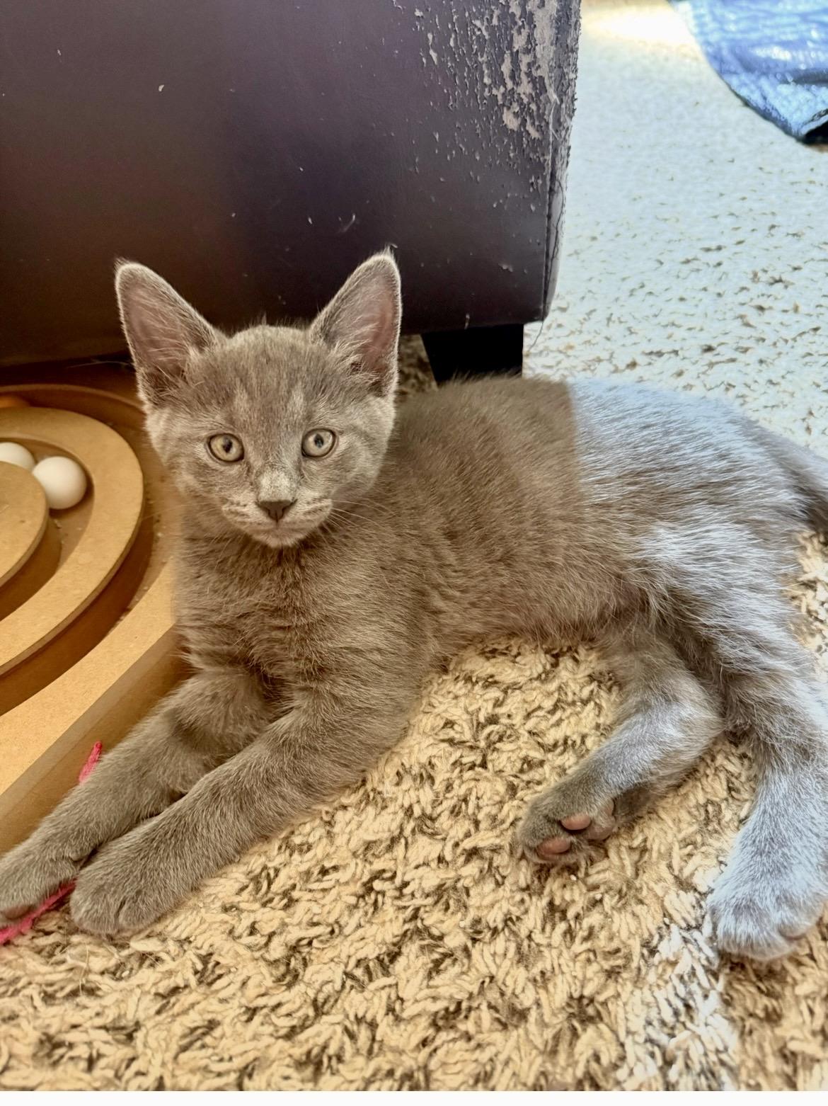 Enlarge Casey, a Adoptable British Shorthair in Mount Juliet, TN image 3/5