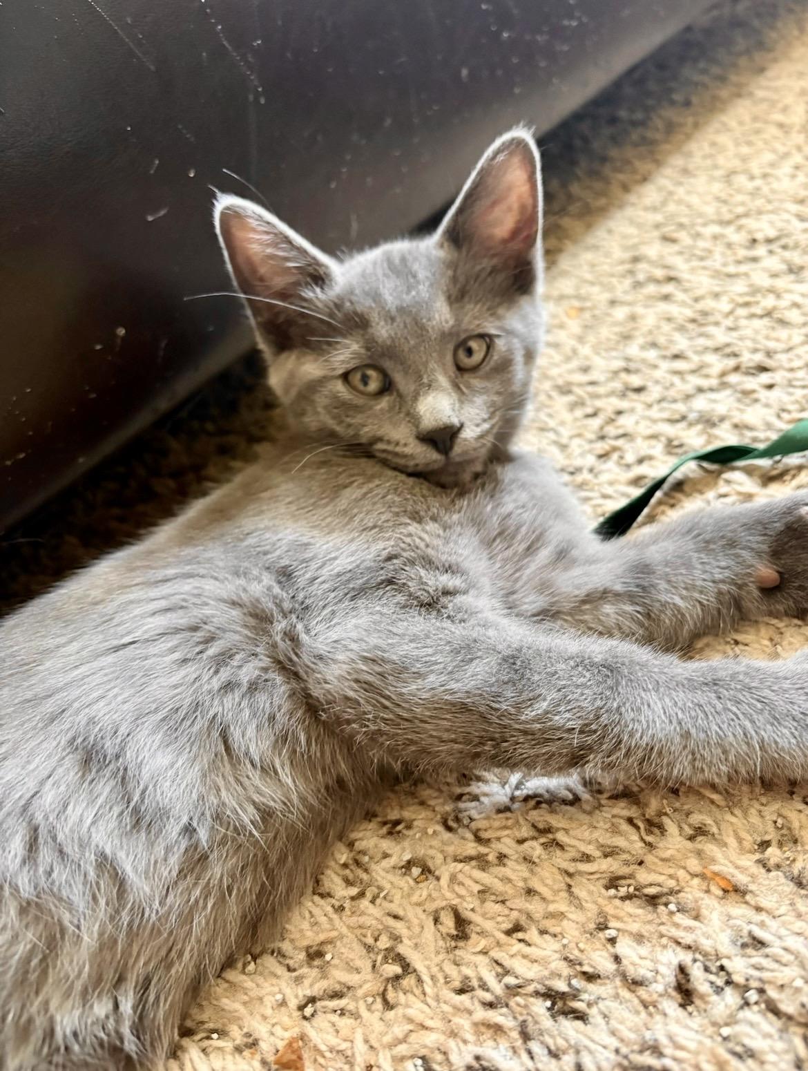 Enlarge Casey, a Adoptable British Shorthair in Mount Juliet, TN image 2/5