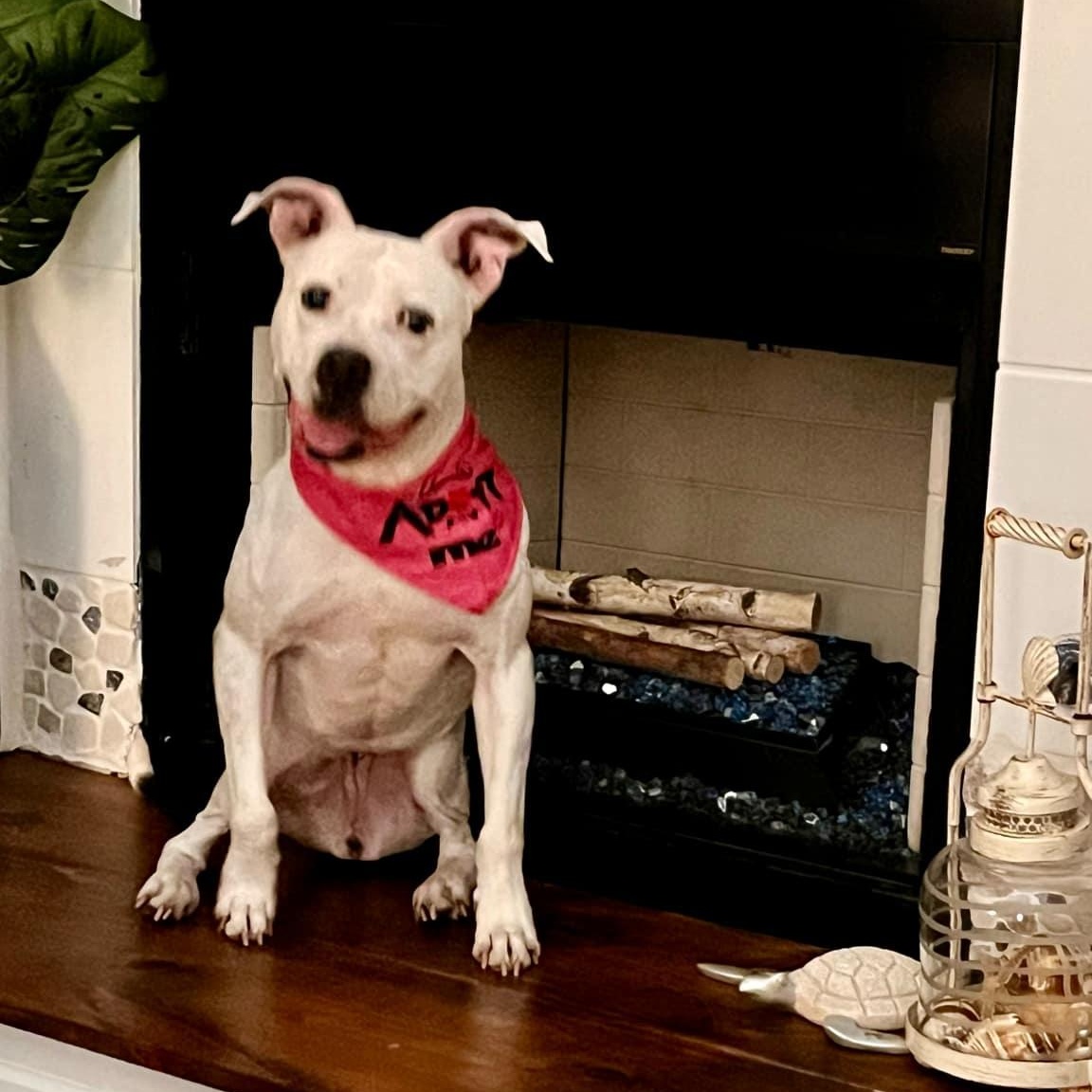 Juliette - in foster home