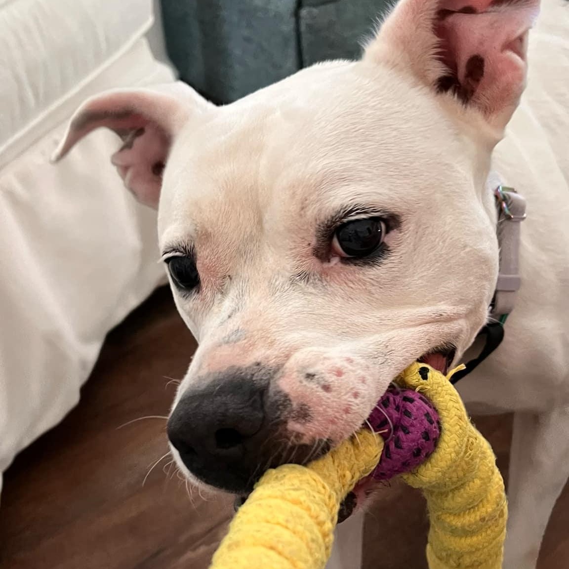 Juliette - in foster home