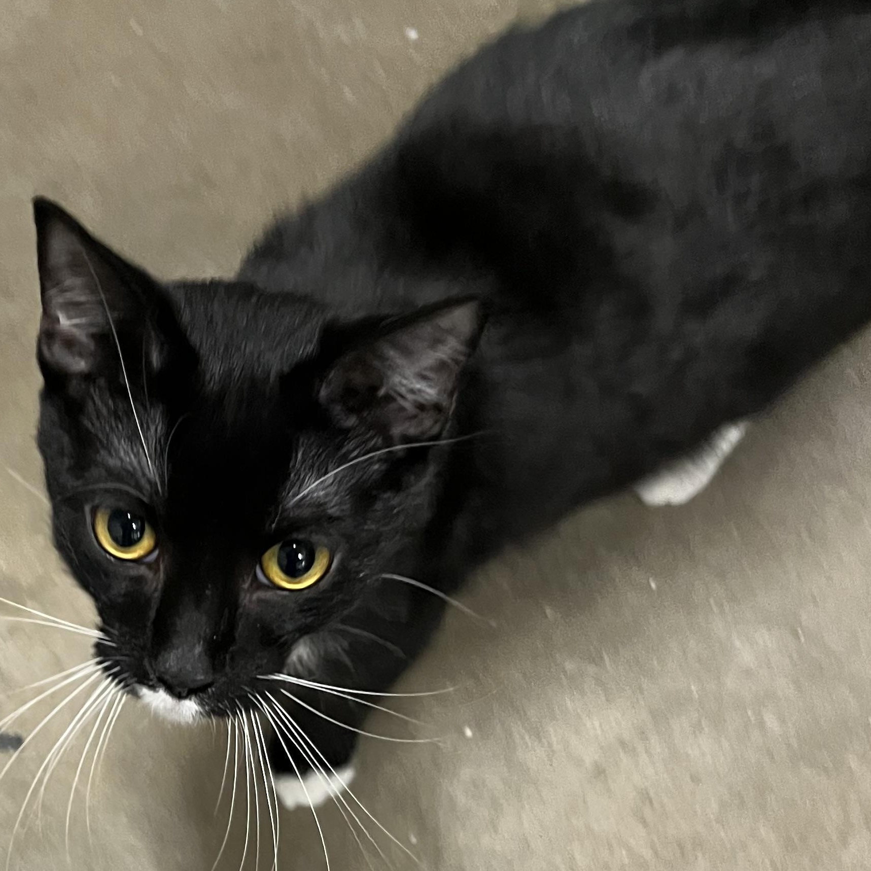 Enlarge DR P., a Adoptable mixed breed in Cincinnati, OH image 1/1