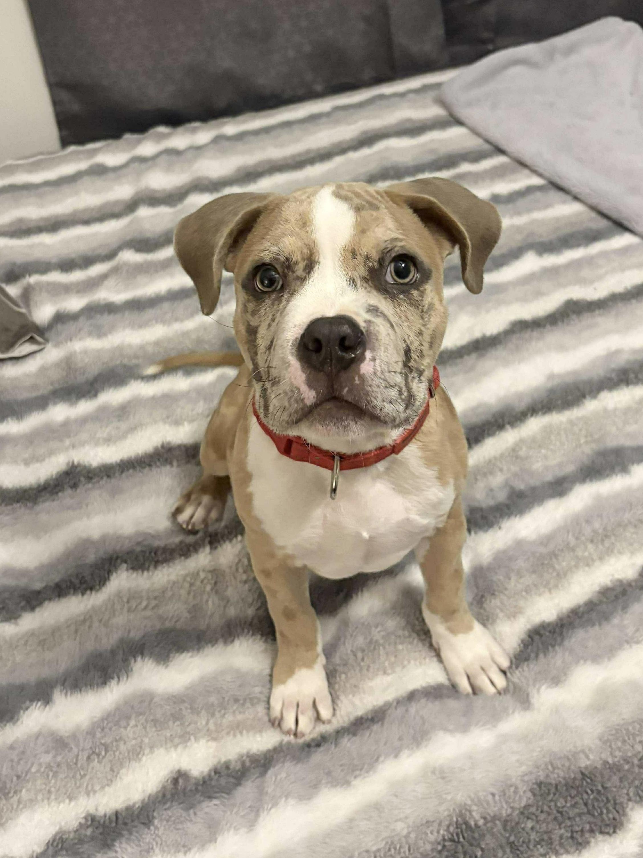 Enlarge Bruno, an adopted mixed breed in Godfrey, IL image 1/2