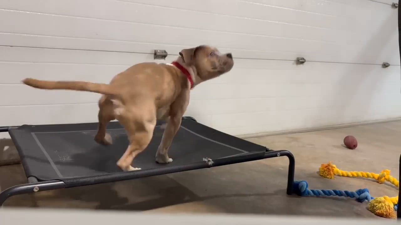 Enlarge Bruno, an adopted mixed breed in Godfrey, IL video 2/2