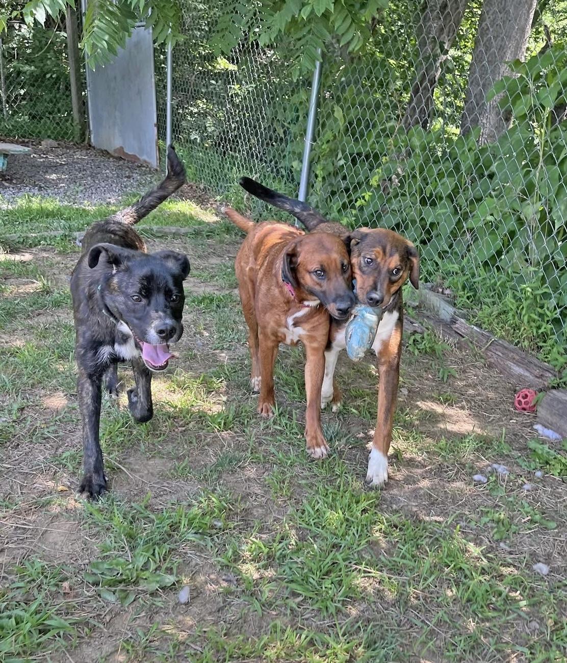 Enlarge Grand Torino, a ADOPTABLE Mixed Breed in Marshall, NC image 3/6