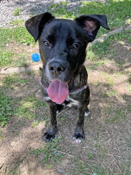 Enlarge Grand Torino, a ADOPTABLE Mixed Breed in Marshall, NC image 1/6