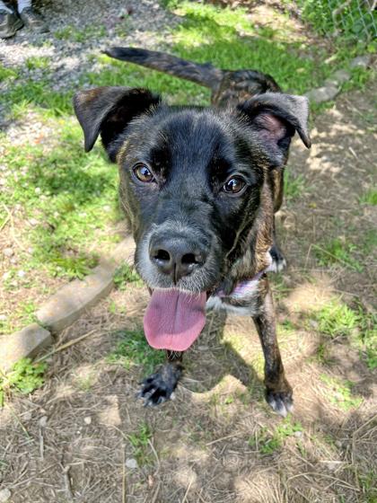 Enlarge Grand Torino, a ADOPTABLE Mixed Breed in Marshall, NC image 6/6