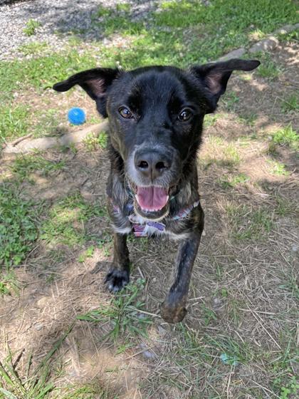 Enlarge Grand Torino, a ADOPTABLE Mixed Breed in Marshall, NC image 4/6