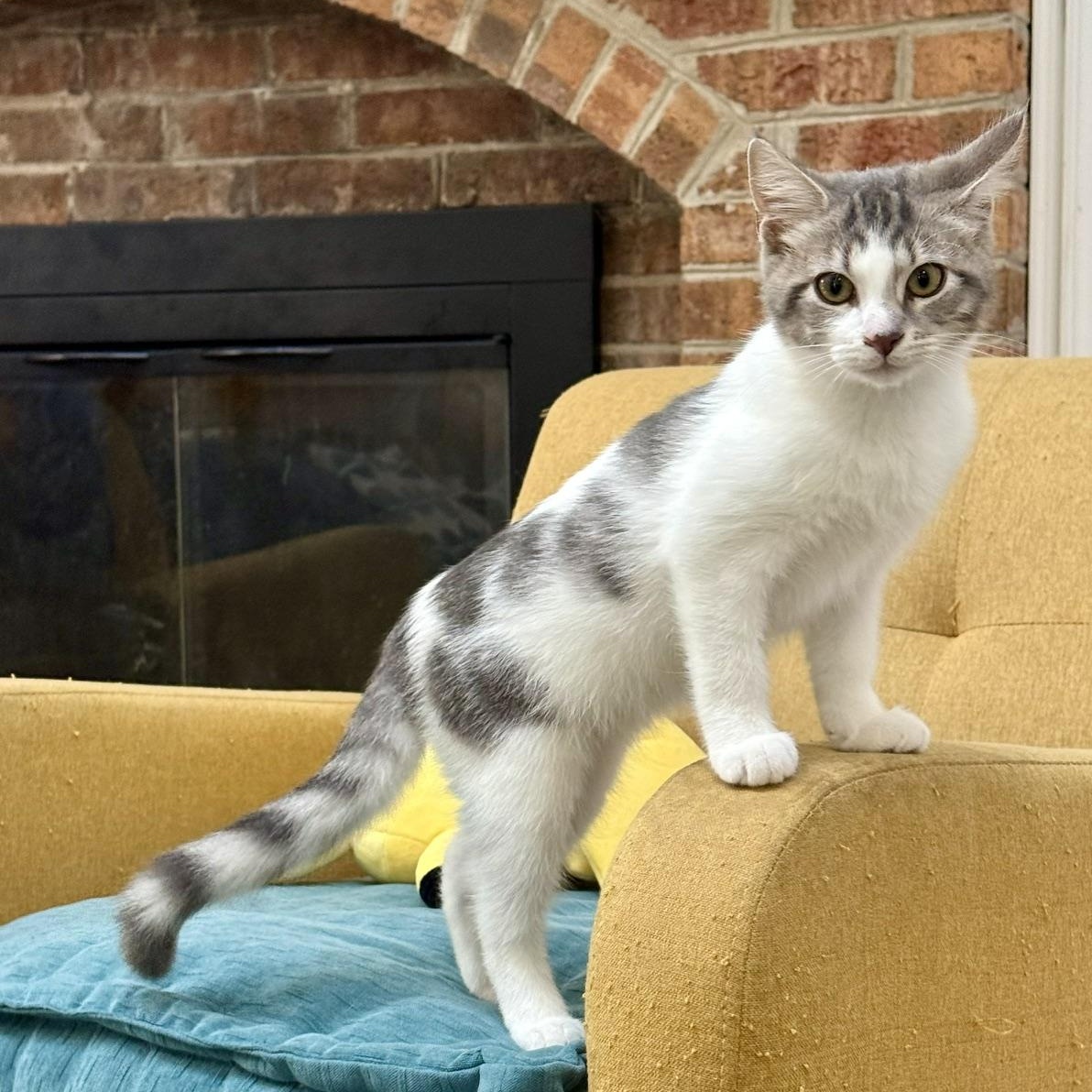 Dumbledore - A Majestic, TV-Loving Lion Boy Looking for His Treat Buddy, Adoptable, Kitten Male Domestic Short Hair.
