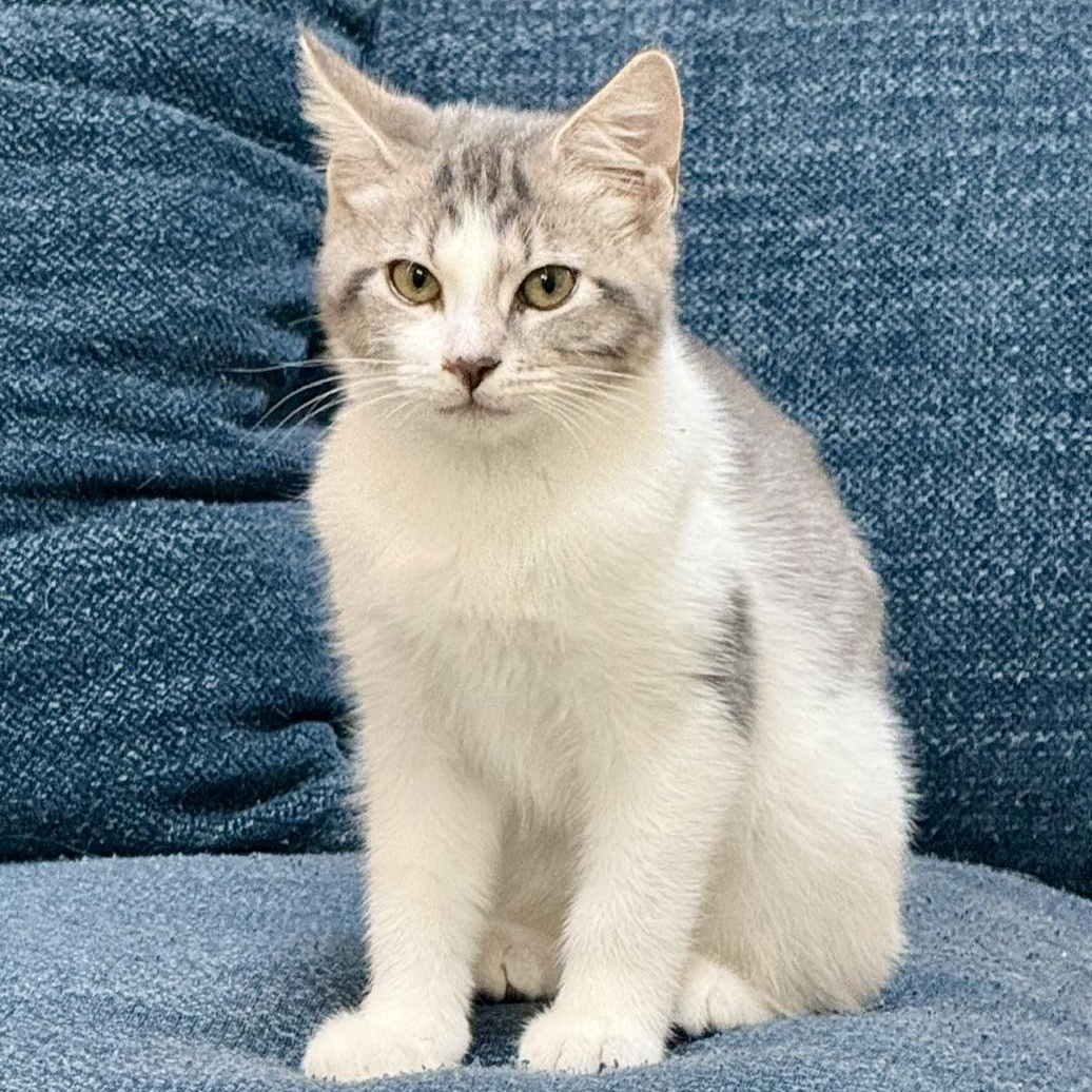 Enlarge Dumbledore - A Majestic, TV-Loving Lion Boy Looking for His Treat Buddy, a Adoptable Domestic Short Hair in Bristow, VA image 3/4