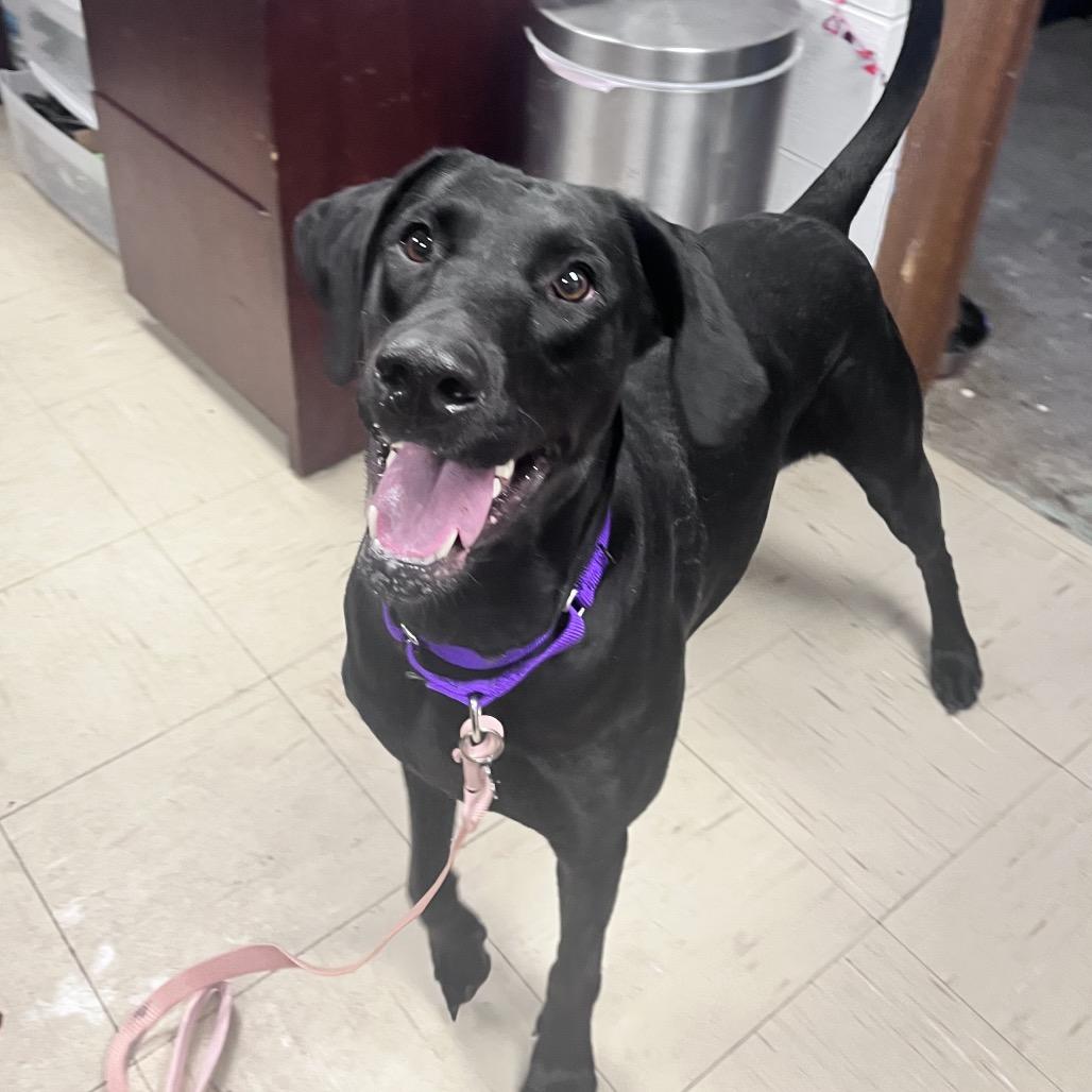 Enlarge Charlotte, a Adoptable Labrador Retriever in Mentor, OH image 1/4