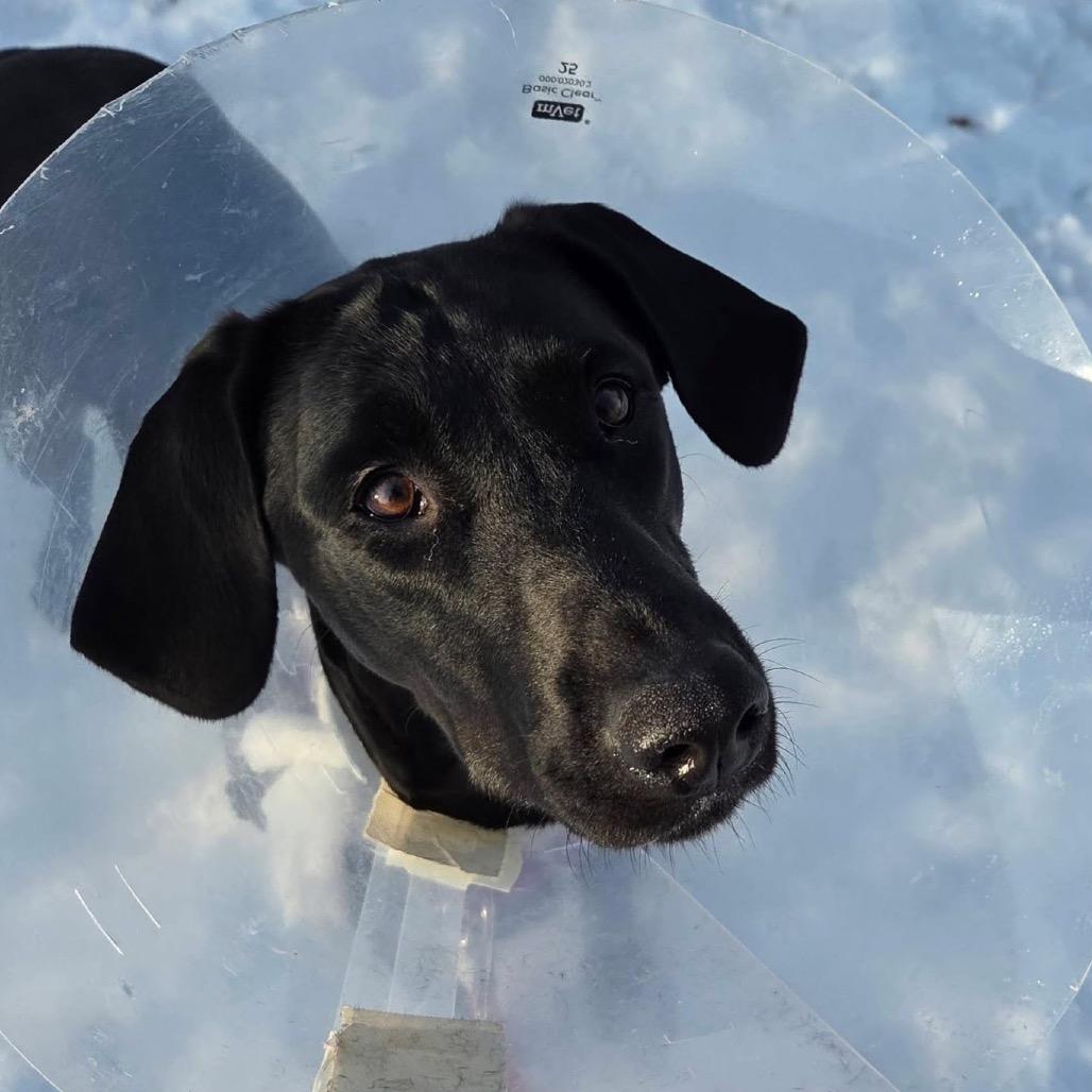 Enlarge Charlotte, a Adoptable Labrador Retriever in Mentor, OH image 3/4