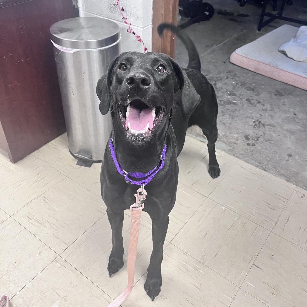 Enlarge Charlotte, a Adoptable Labrador Retriever in Mentor, OH image 4/4