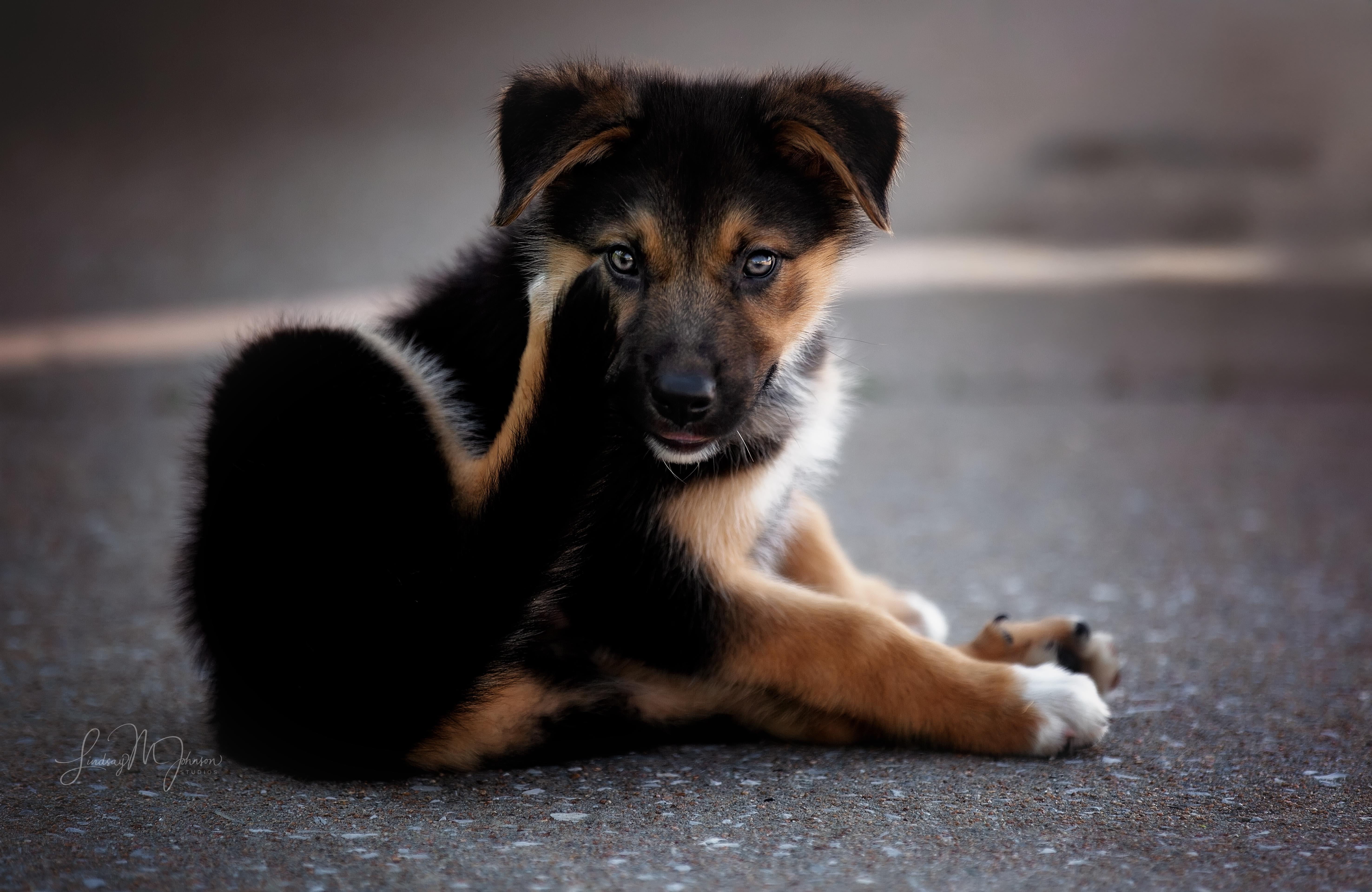 Jett, a Adopted mixed breed in Pryor, OK image 1/4