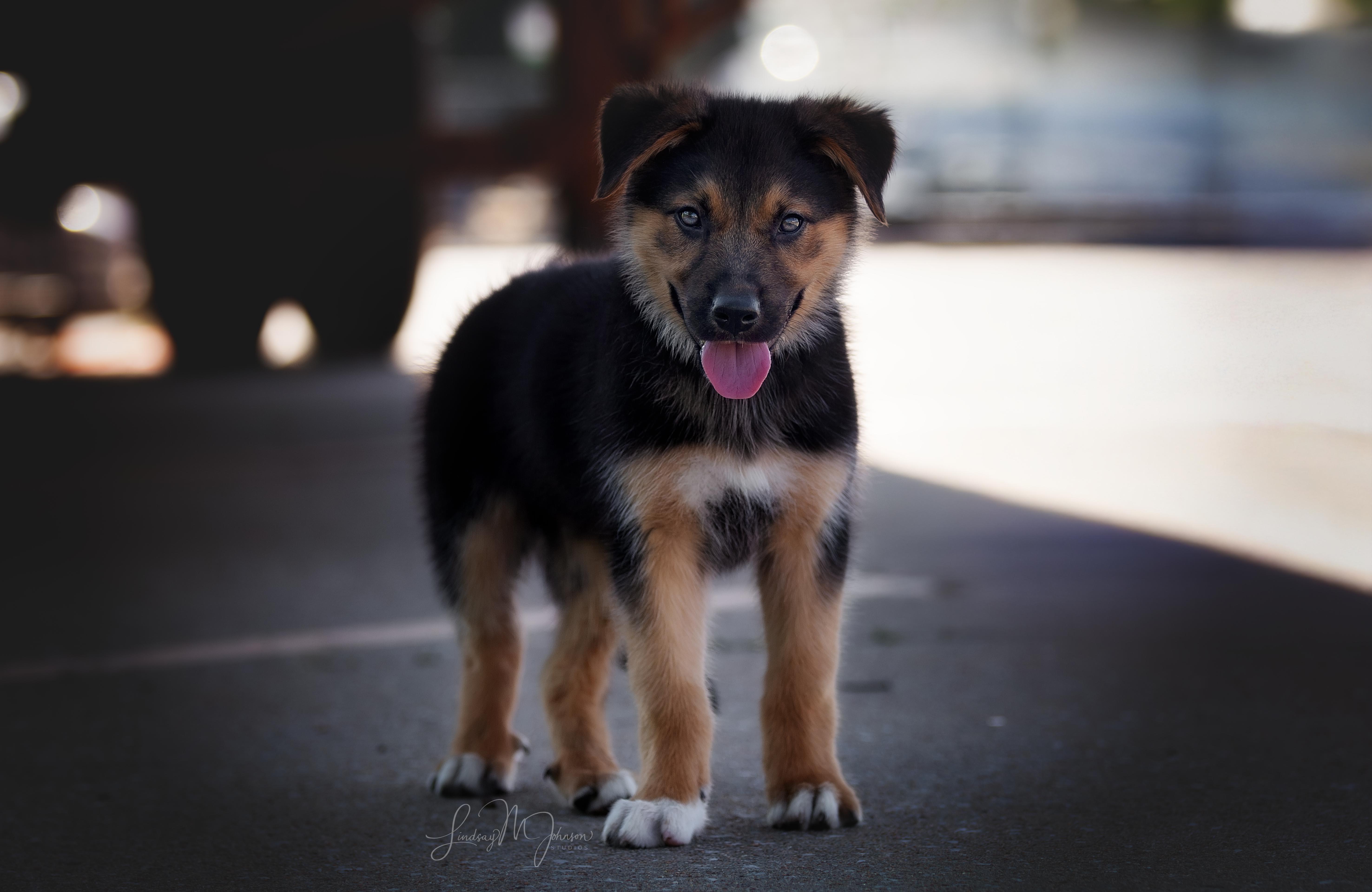Jett, a Adopted mixed breed in Pryor, OK image 2/4
