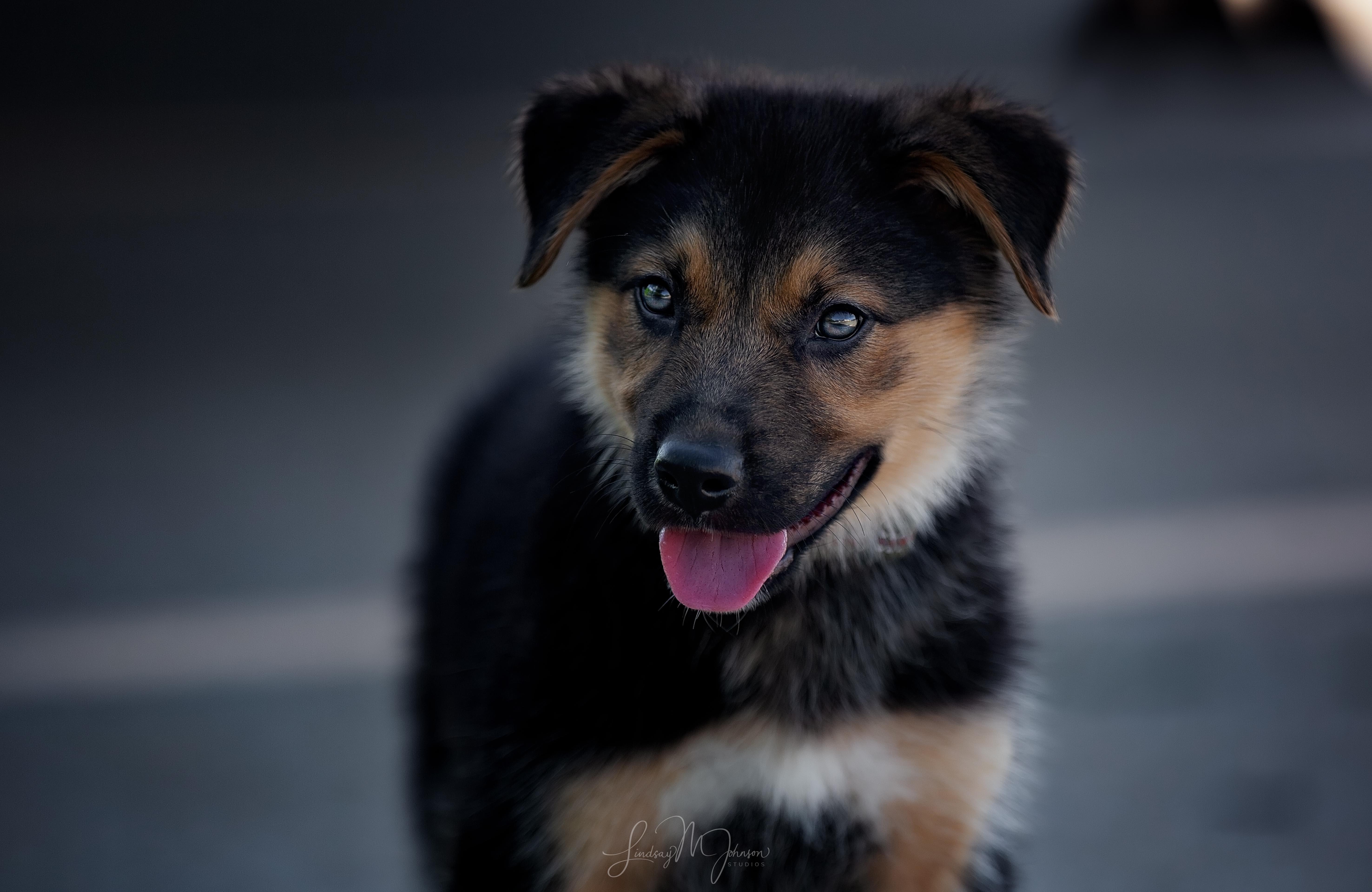 Jett, a Adopted mixed breed in Pryor, OK image 3/4