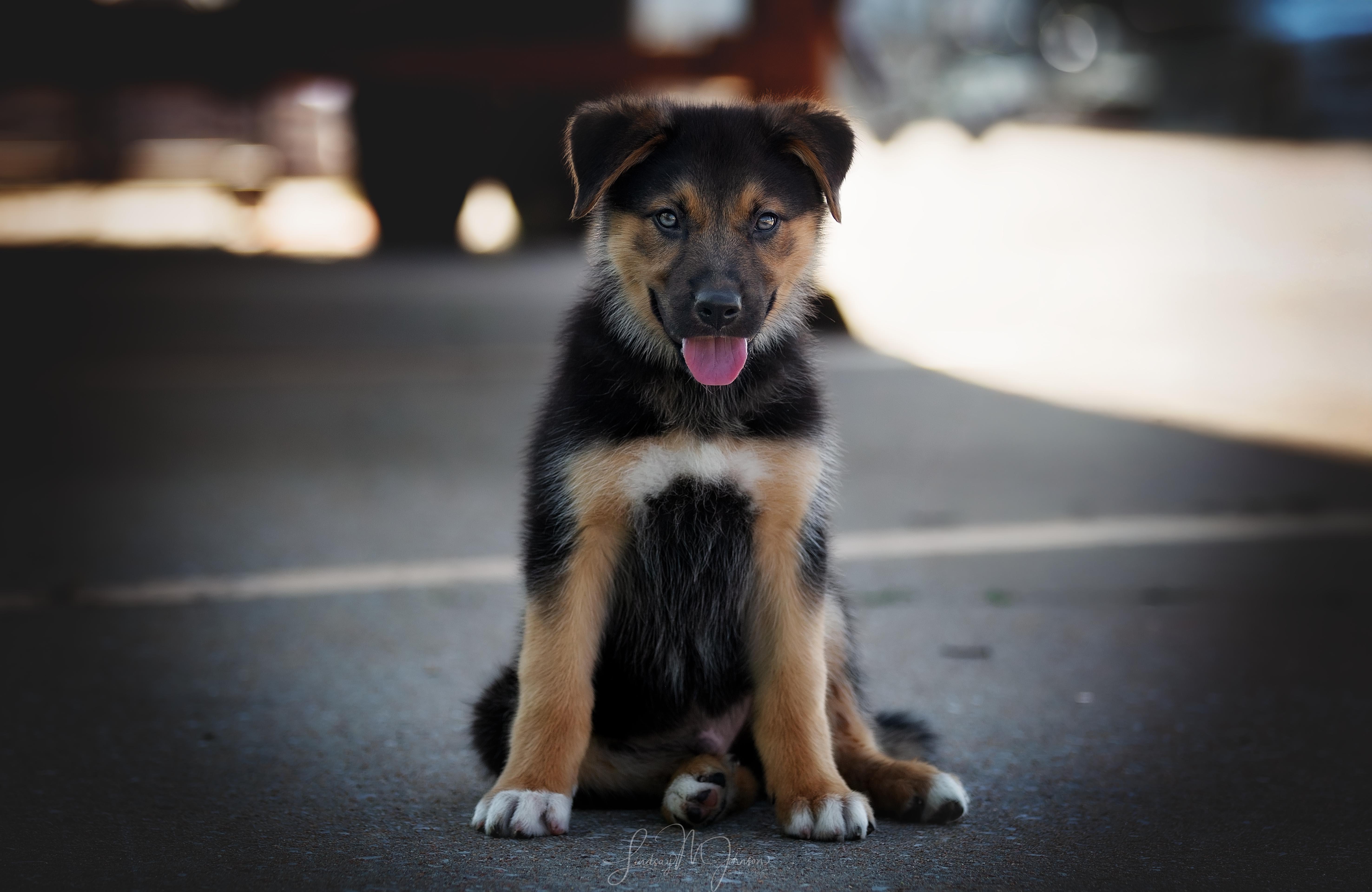 Jett, a Adopted mixed breed in Pryor, OK image 4/4