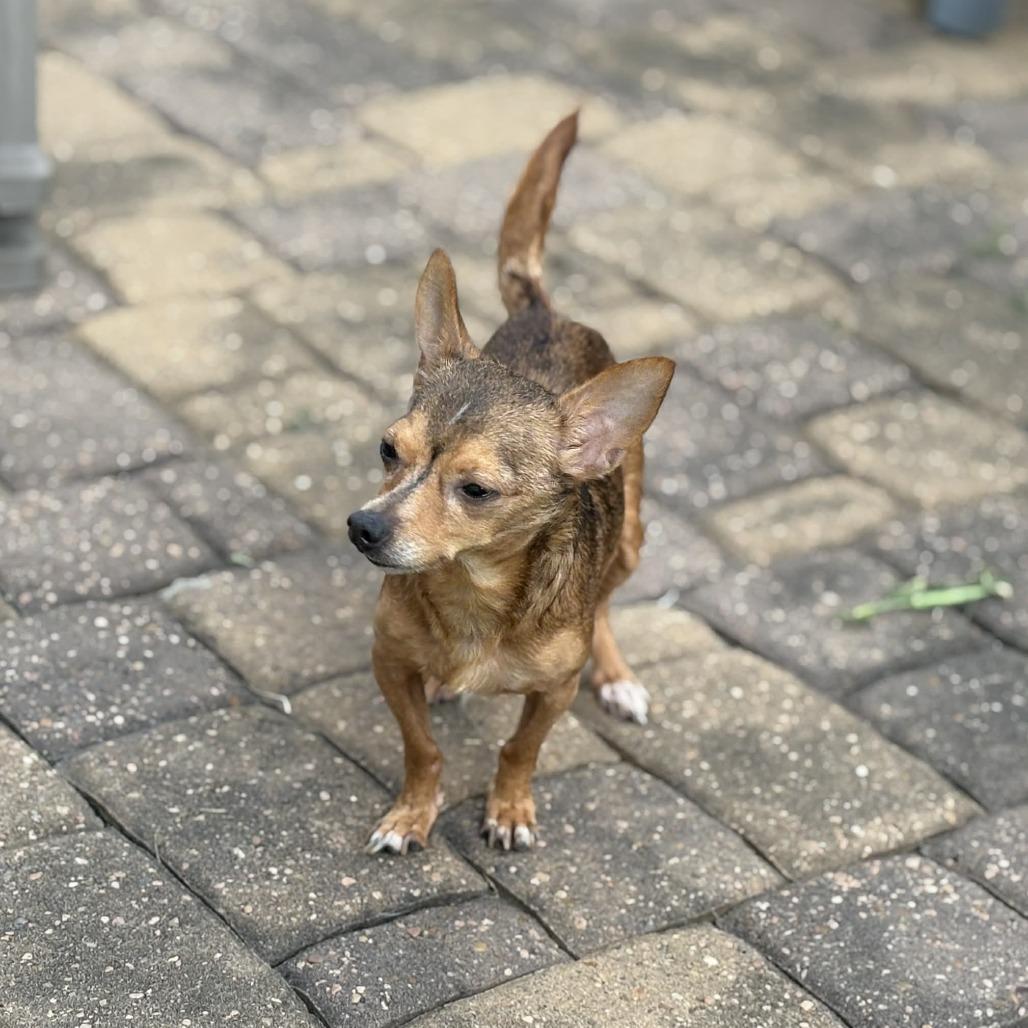 Loki, a Adoptable Chihuahua in Katy, TX image 1/6