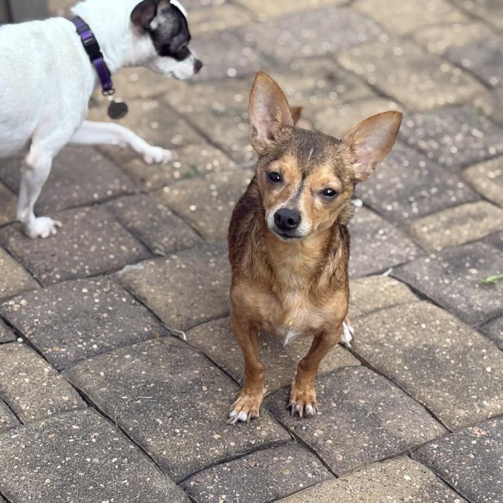 Loki, a Adoptable Chihuahua in Katy, TX image 2/6