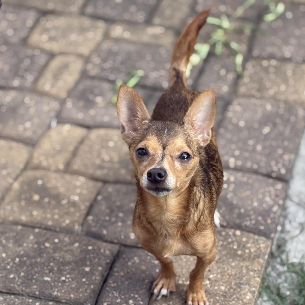Loki, a Adoptable Chihuahua in Katy, TX image 3/6