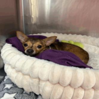 Loki, a Adoptable Chihuahua in Katy, TX image 4/6