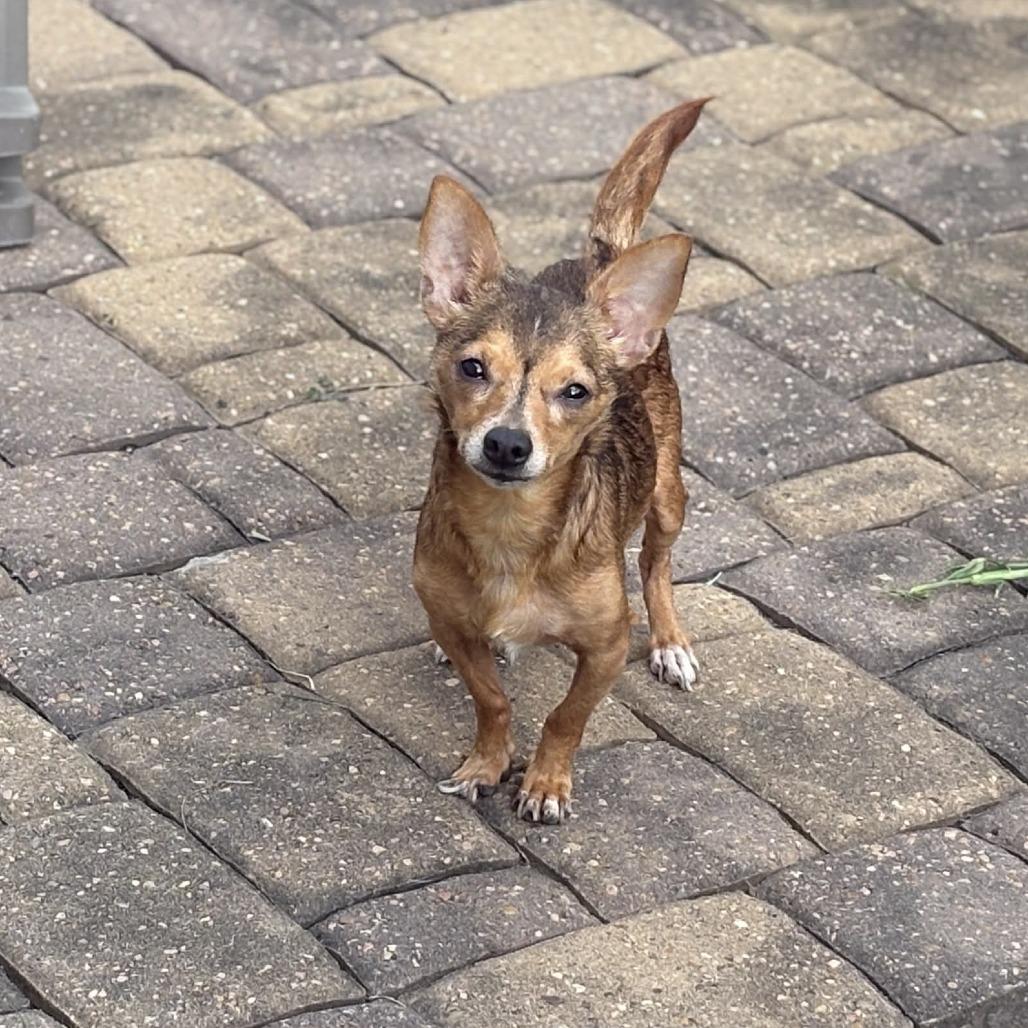 Loki, a Adoptable Chihuahua in Katy, TX image 5/6