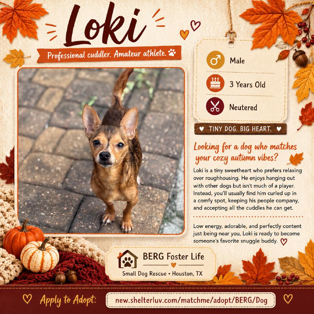 Loki, a Adoptable Chihuahua in Katy, TX image 6/6