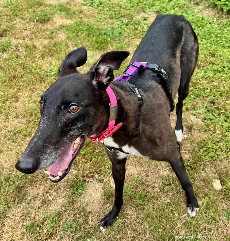 Heart, Adopted, Adult Female Greyhound.