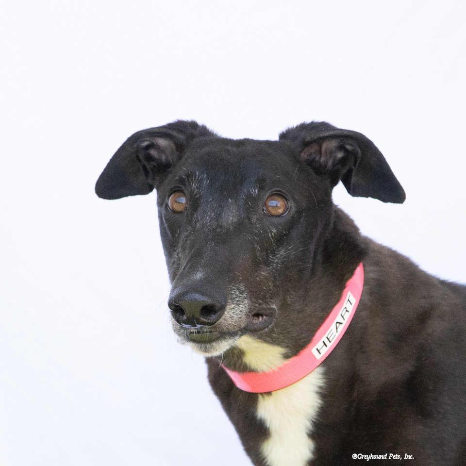 Enlarge Heart, a Adopted Greyhound in Woodinville, WA image 2/3