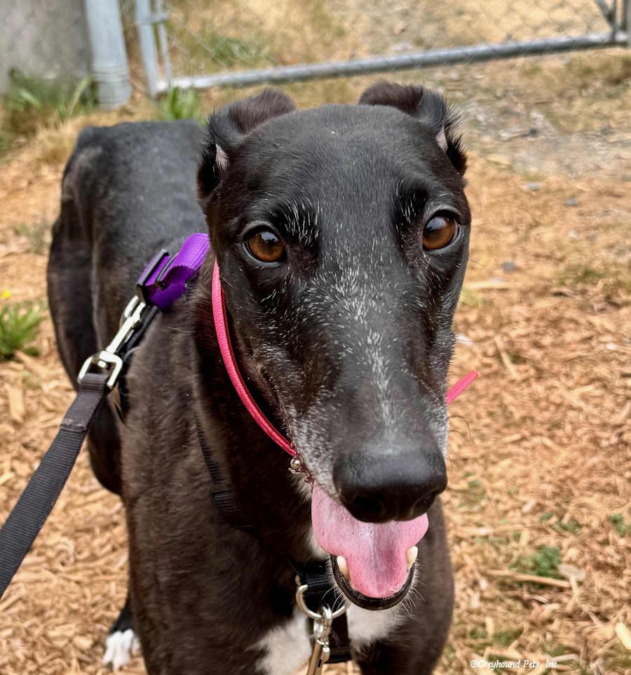 Enlarge Heart, a Adopted Greyhound in Woodinville, WA image 3/3