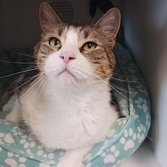 Tig, Adoptable, Senior Male Domestic Short Hair.