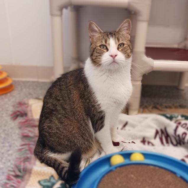 Enlarge Tig, a Adoptable Domestic Short Hair in Prairie du Chien, WI image 3/3