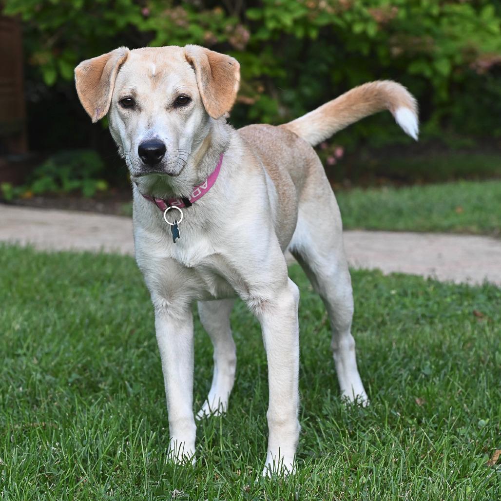 Pearl, Adoptable, Young Female Yellow Labrador Retriever & Mixed Breed.