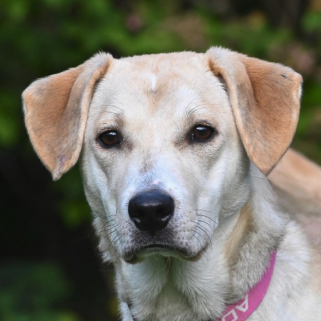 Enlarge Pearl, a Adoptable mixed breed in Arlington Heights, IL image 2/2