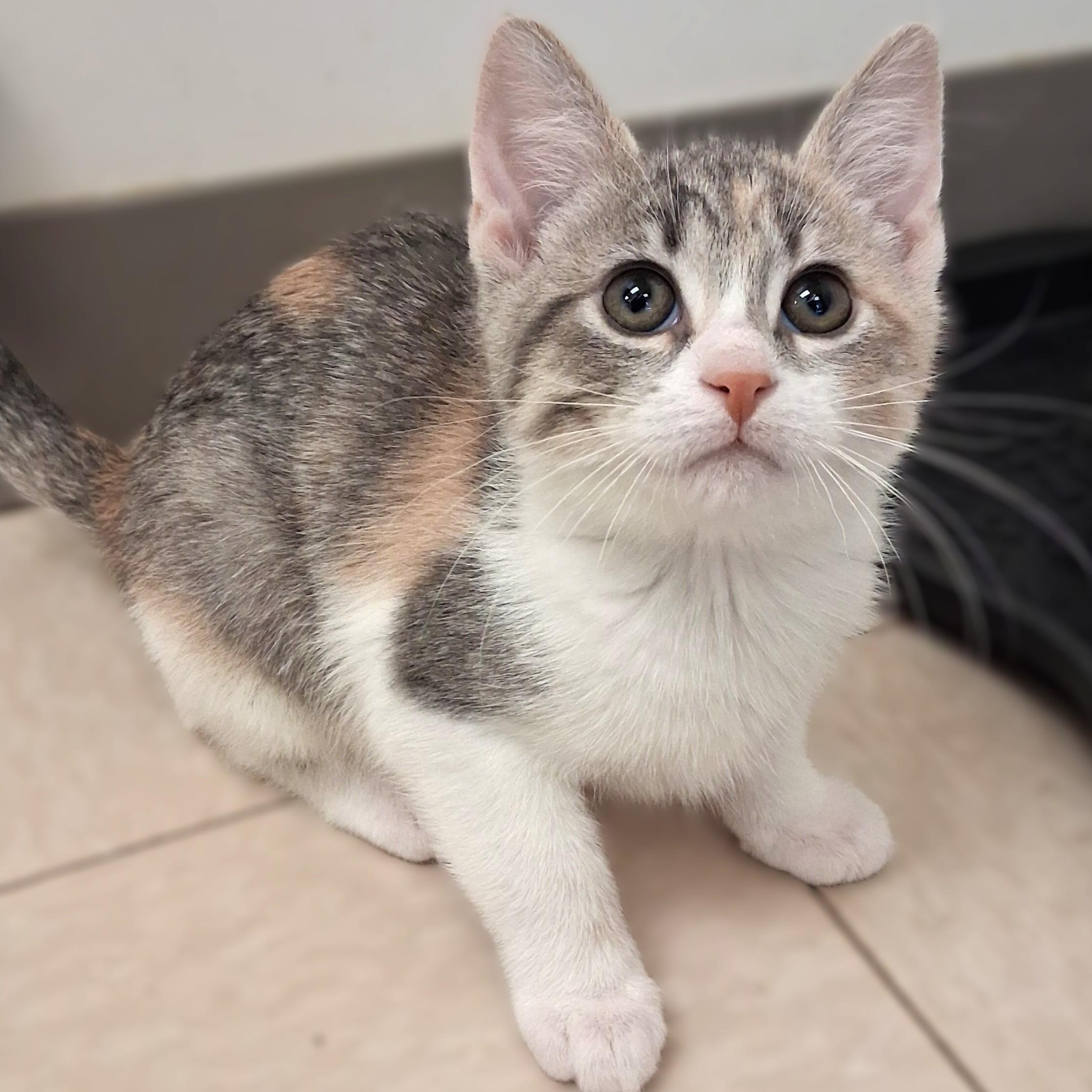 Dory, adopted, Young Female Domestic Short Hair.