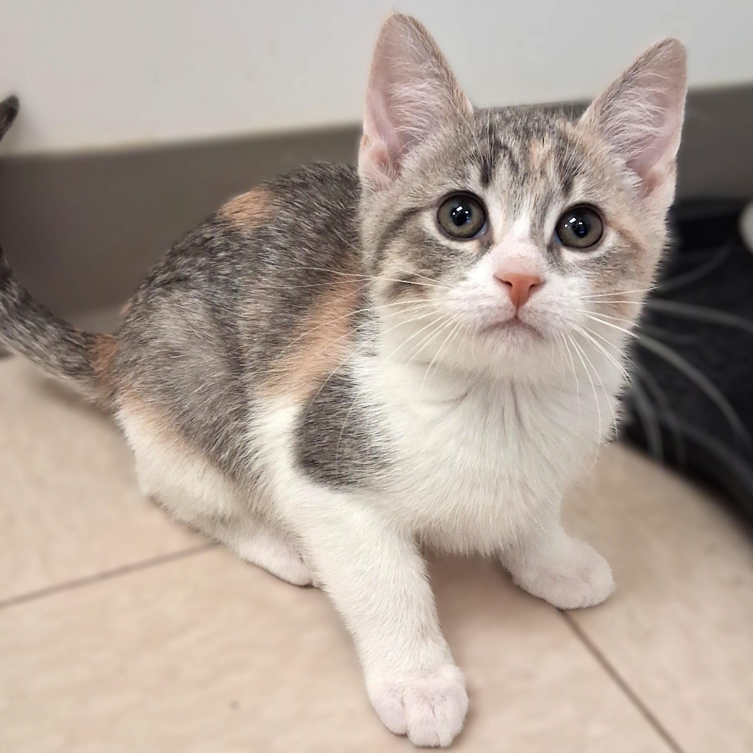 Dory, an adopted Domestic Short Hair in Belmont, NY image 2/2