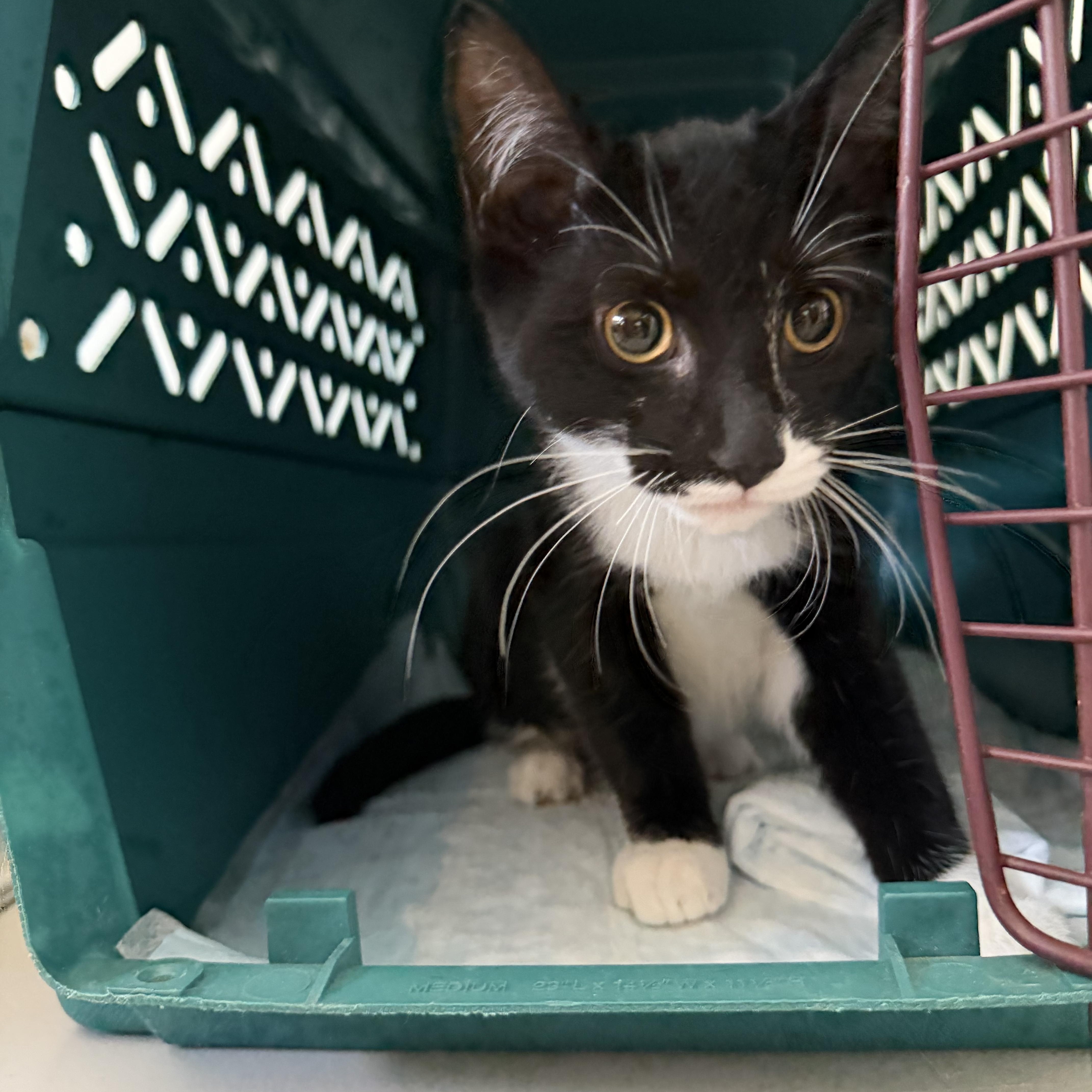 Priscilla, adopted, Kitten Female Siamese & Domestic Short Hair.
