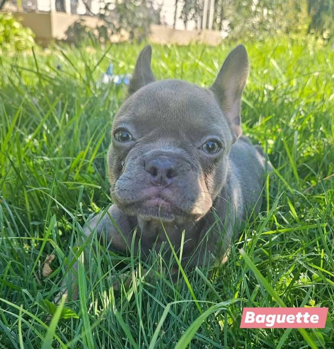 Baguette, adopted, Puppy Female French Bulldog.