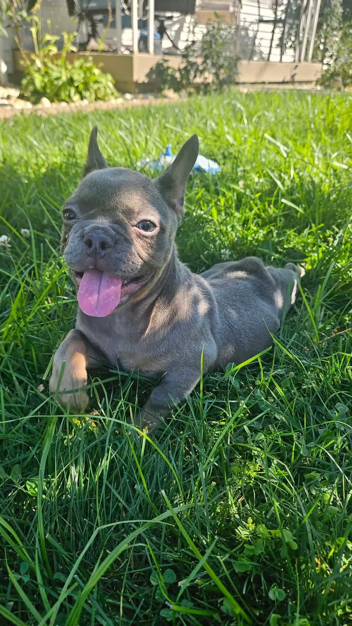 Baguette, an adopted French Bulldog in St. Clairsville, OH image 2/2