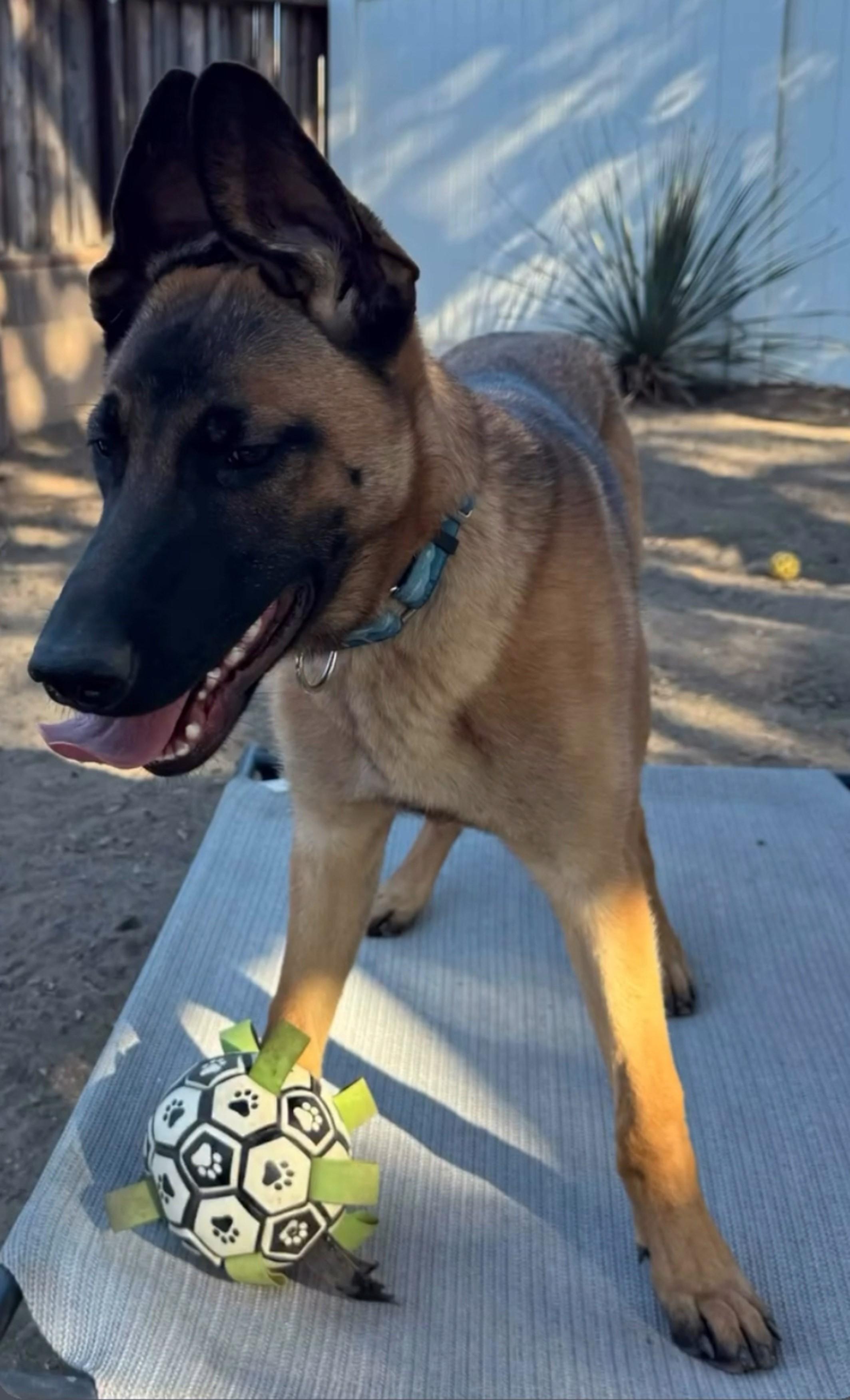 Riot, Adoptable, Young Male Belgian Shepherd / Malinois.