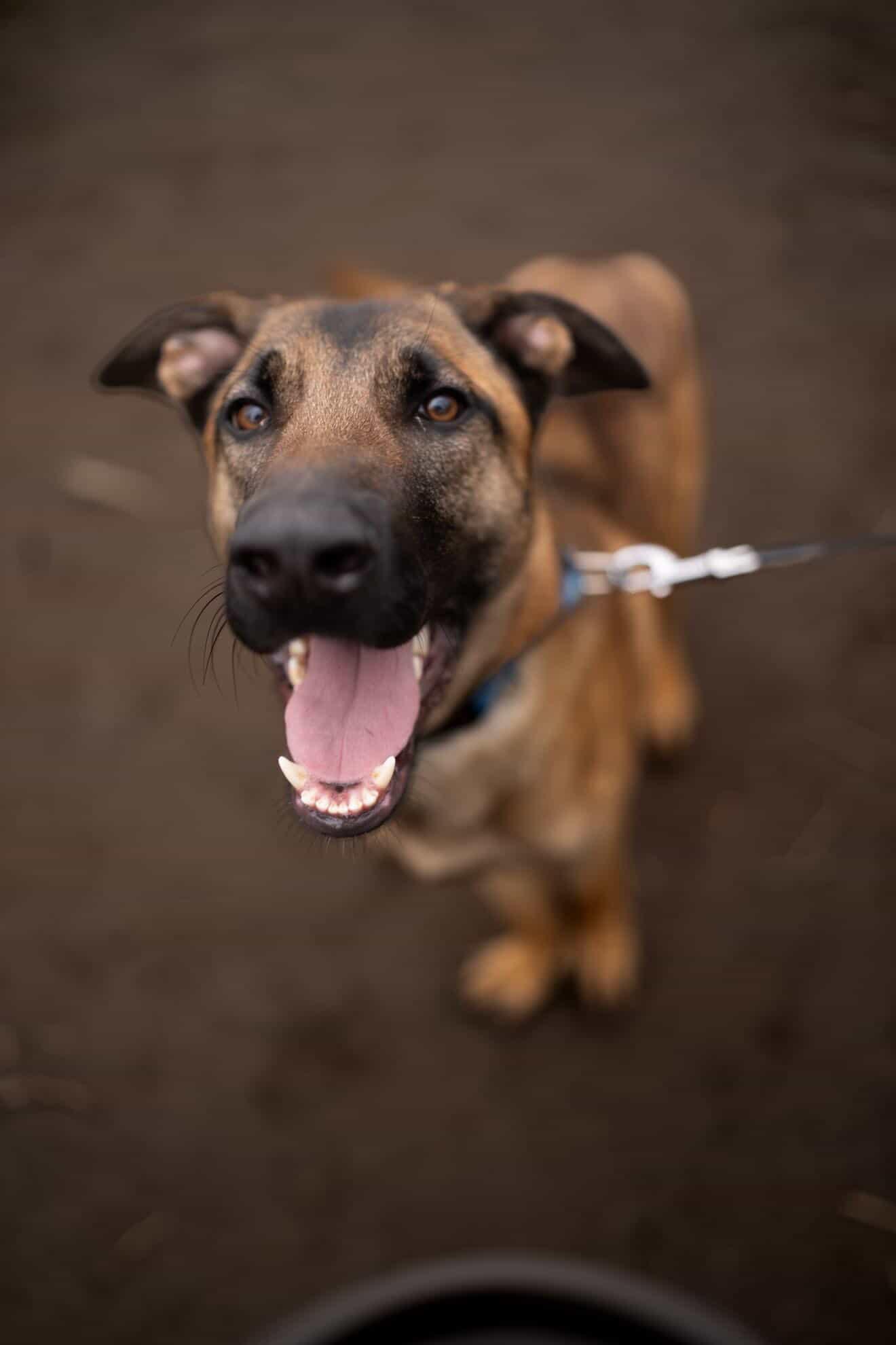 Riot, a Adoptable mixed breed in San Diego, CA image 3/3