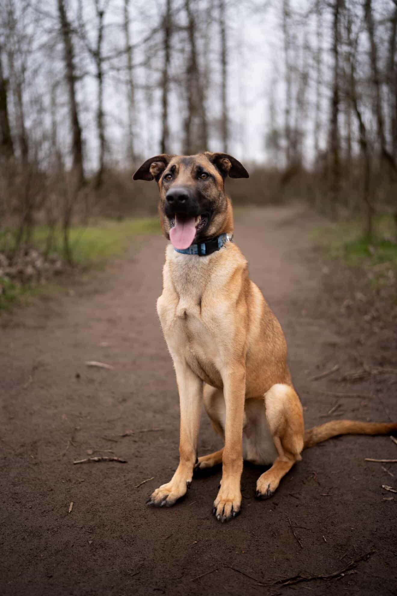 Riot, a Adoptable mixed breed in San Diego, CA image 1/3